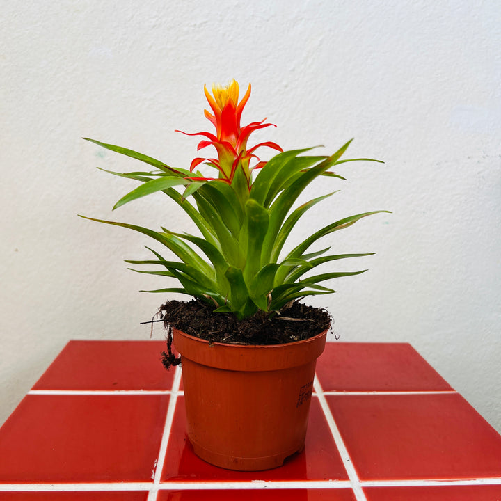 Guzmania ‘Theresa - Star Bromeliad