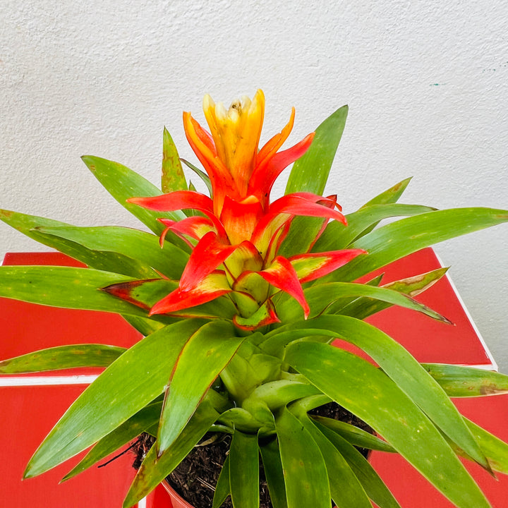 Guzmania ‘Theresa - Star Bromeliad