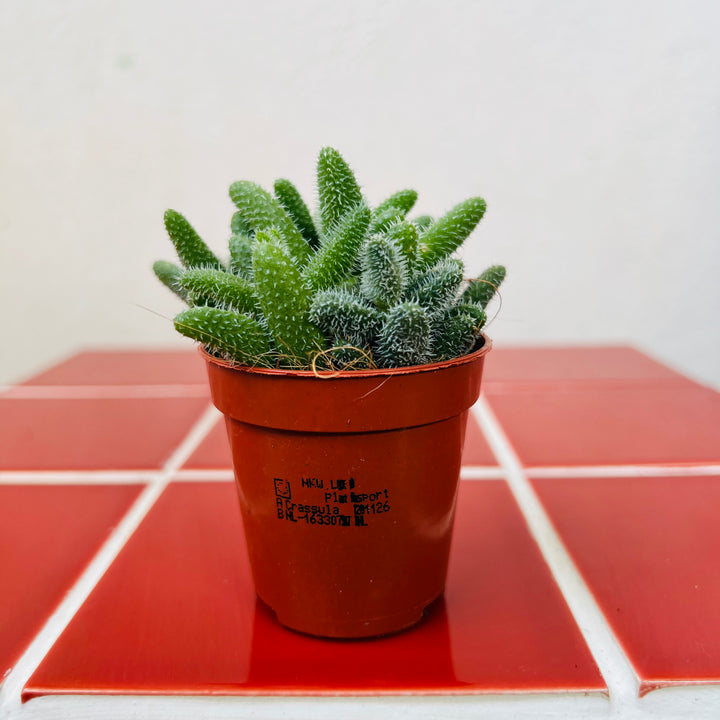 Delosperma Echinatum - Pickle Plant