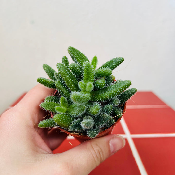 Delosperma Echinatum - Pickle Plant