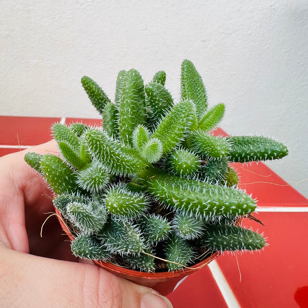 Delosperma Echinatum - Pickle Plant