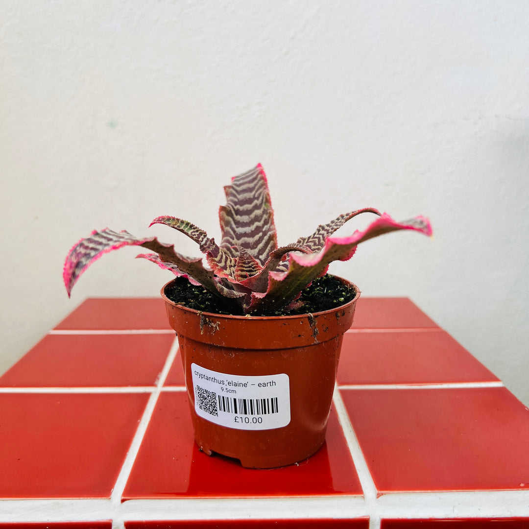 Cryptanthus ‘Elaine’ – Earth Stars Bromeliad