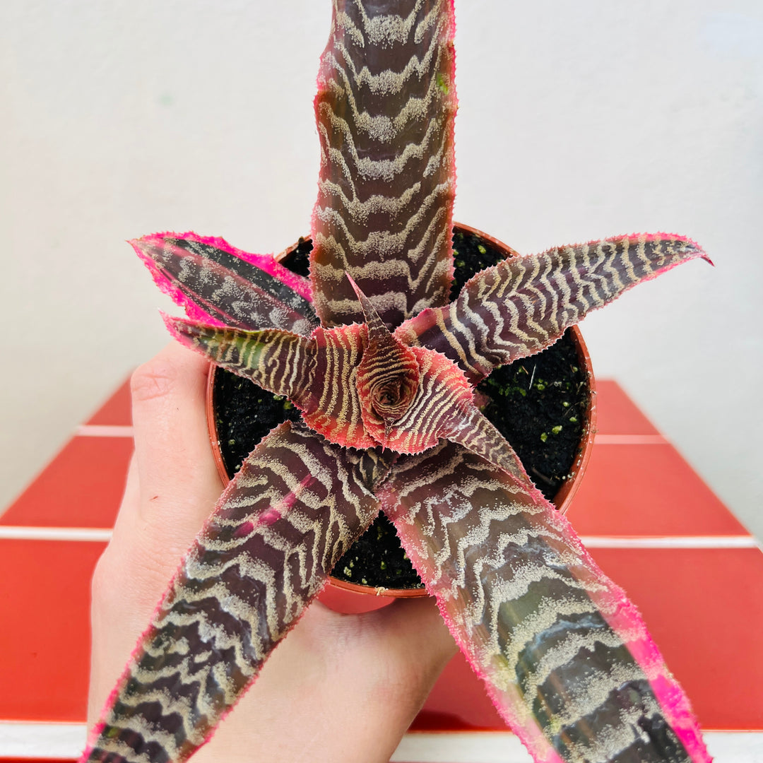 Cryptanthus ‘Elaine’ – Earth Stars Bromeliad