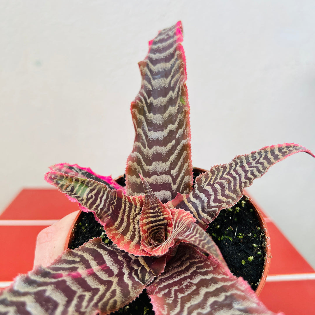 Cryptanthus ‘Elaine’ – Earth Stars Bromeliad