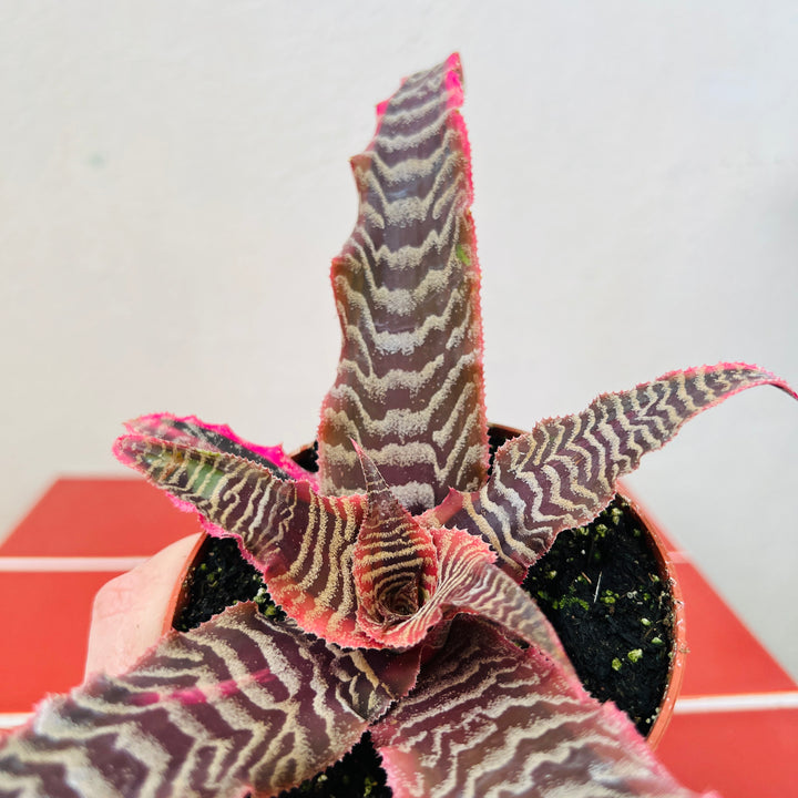 Cryptanthus ‘Elaine’ – Earth Stars Bromeliad