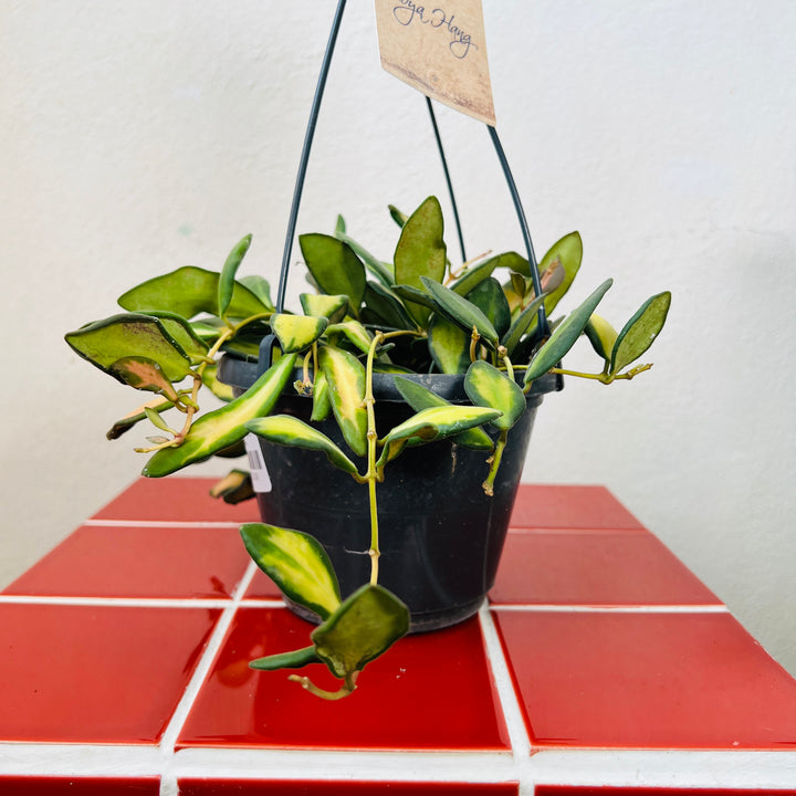 Hoya ‘DS-70’ - Wax Plant