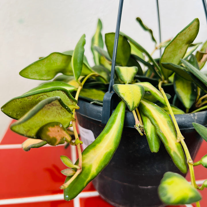 Hoya ‘DS-70’ - Wax Plant