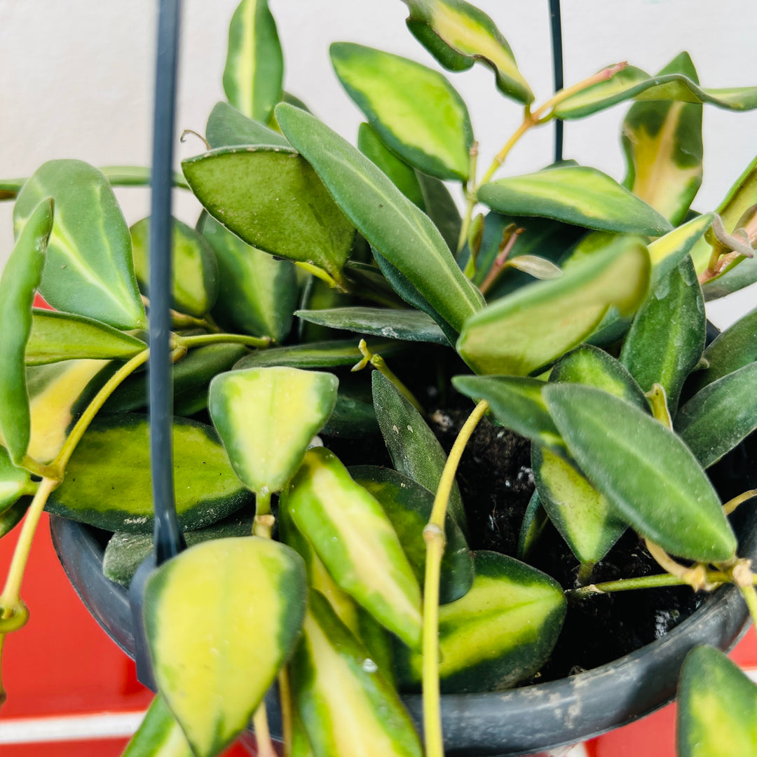 Hoya ‘DS-70’ - Wax Plant