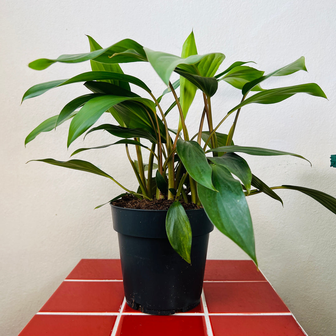 Homalomena Emarald Gem- Shield Plant