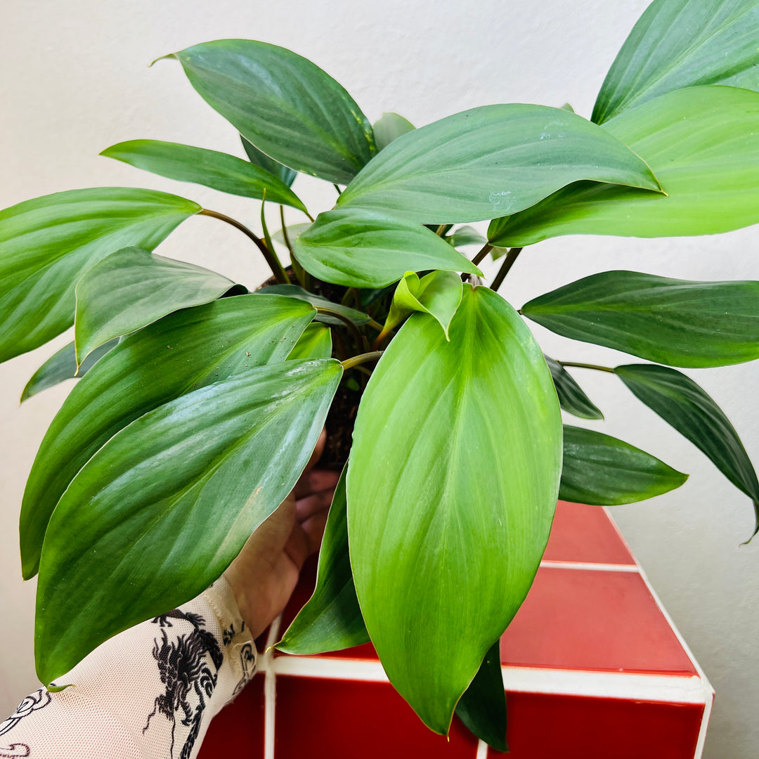 Homalomena Emarald Gem- Shield Plant