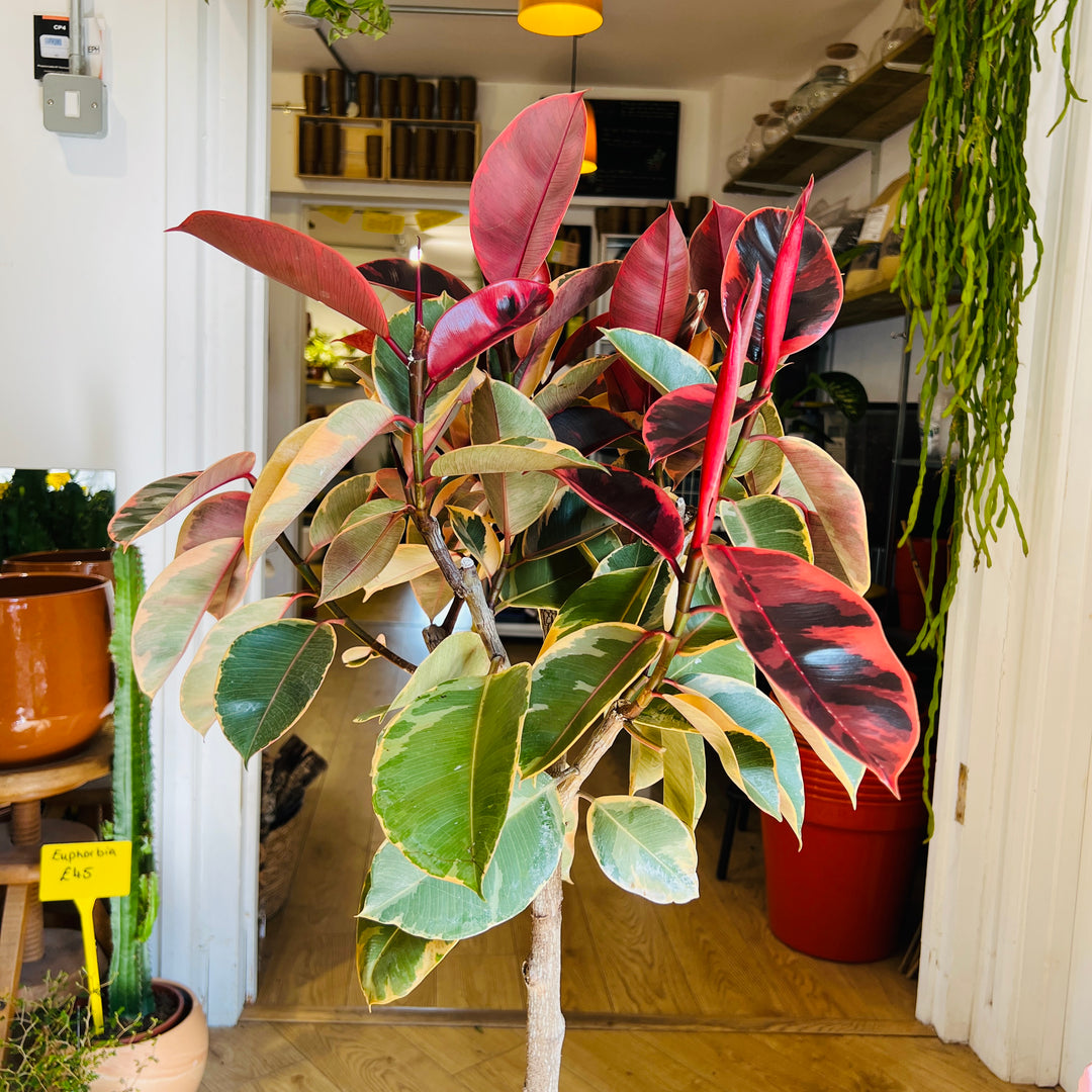 Ficus Belize
