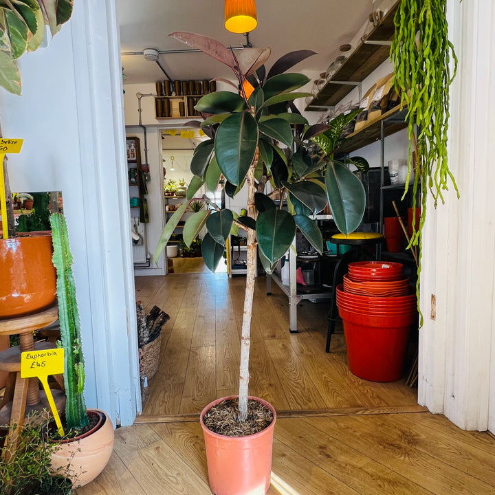 Ficus elastica ‘Abidjan’ – Rubber Plant