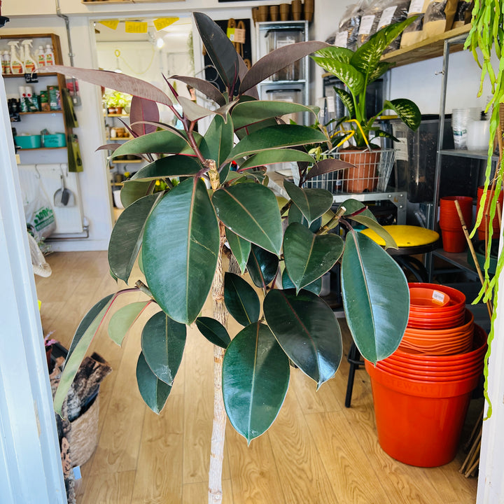 Ficus elastica ‘Abidjan’ – Rubber Plant