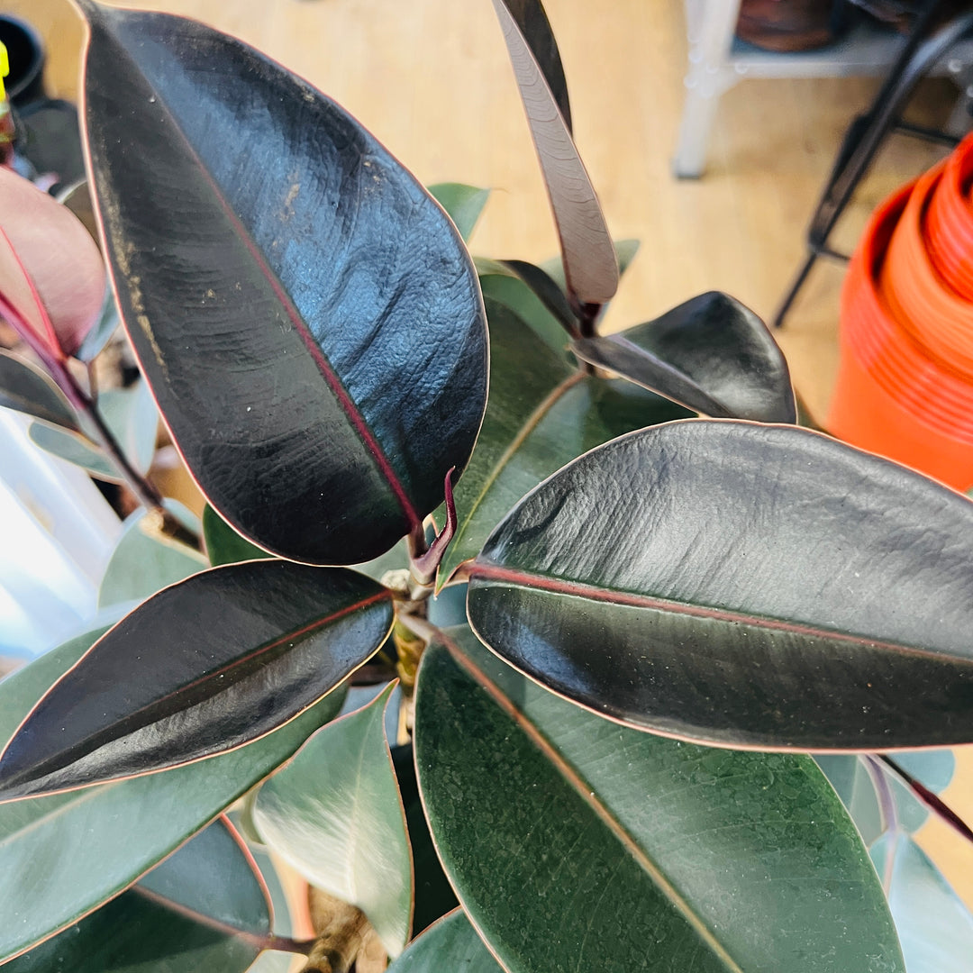 Ficus elastica ‘Abidjan’ – Rubber Plant
