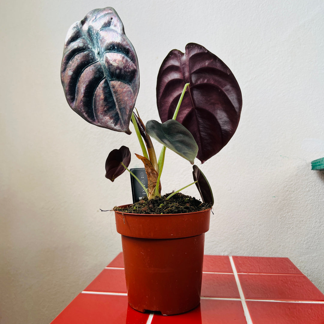 Alocasia Cuprea Red Secret