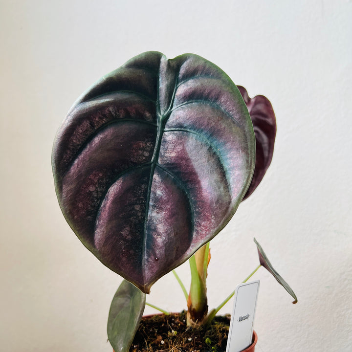 Alocasia Cuprea Red Secret