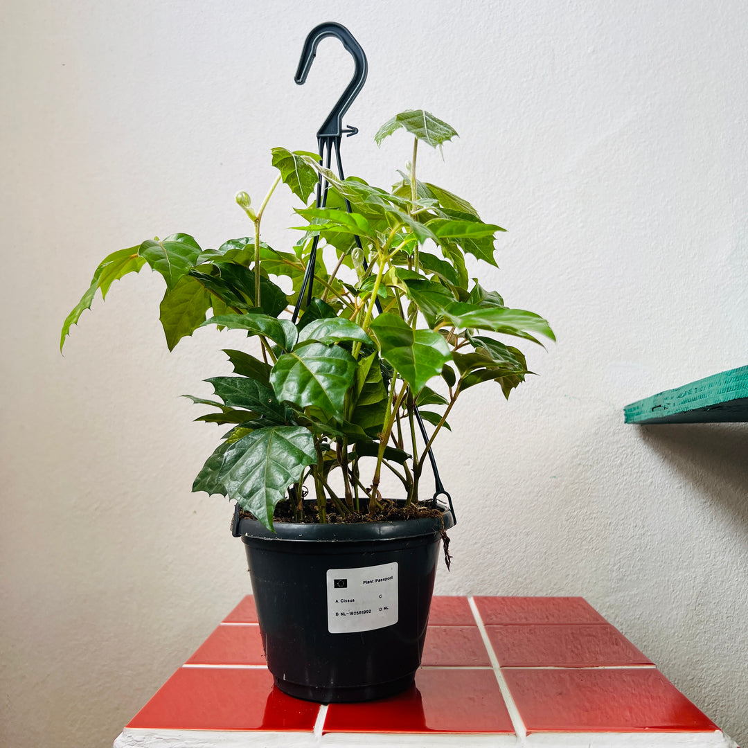 Cissus rhombifolia – Grape Ivy