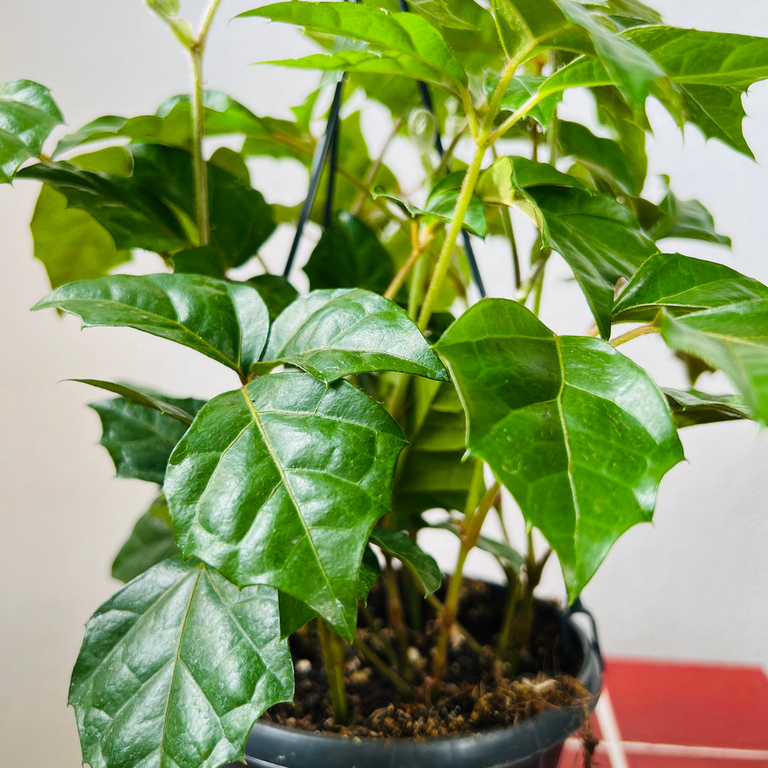 Cissus rhombifolia – Grape Ivy