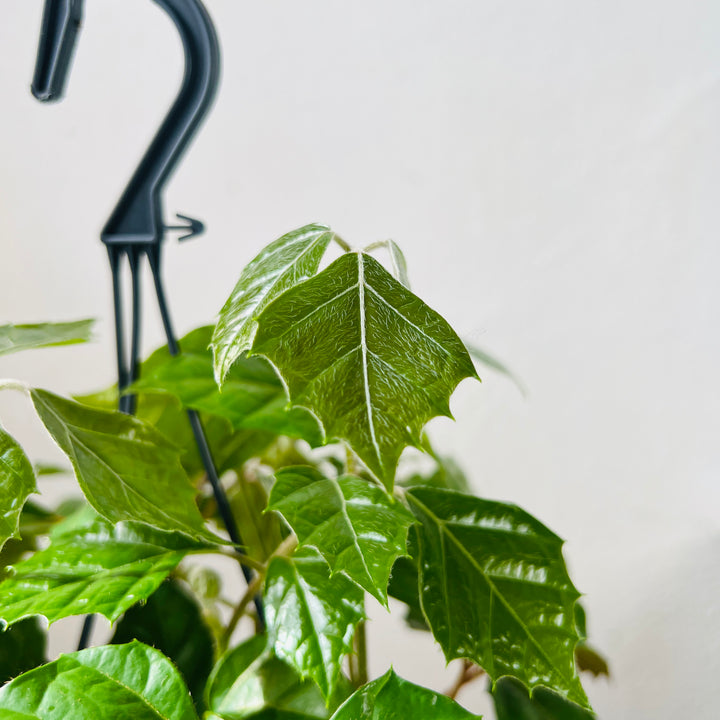 Cissus rhombifolia – Grape Ivy