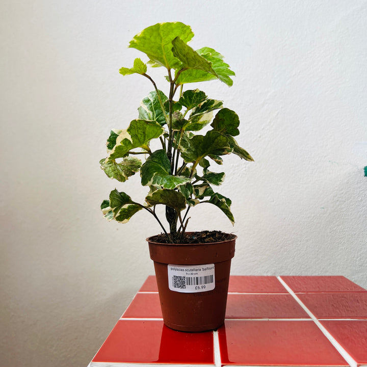 Polyscias scutellaria ‘Balfourii’ - Balfour Aralia - Polyscias balfouriana