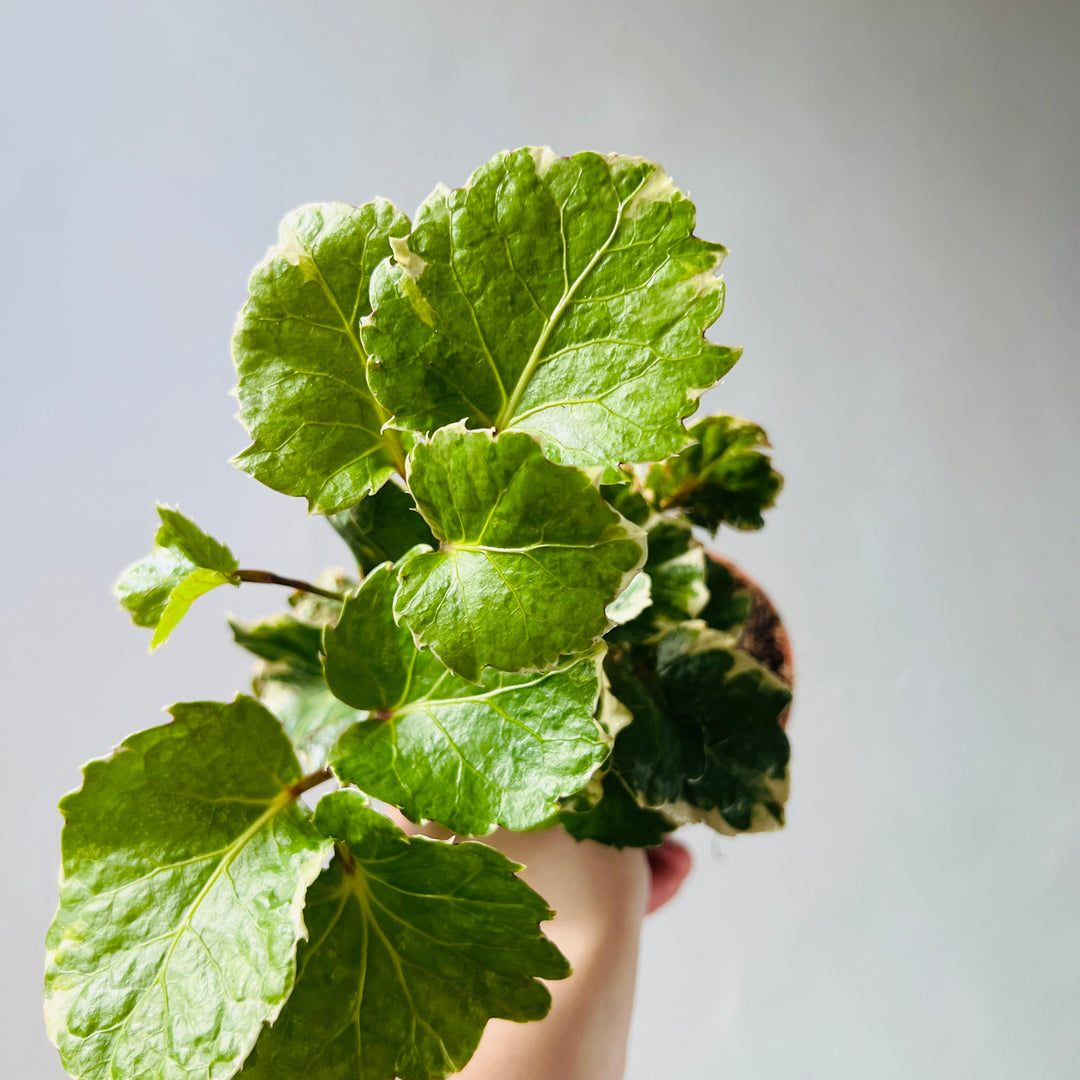 Polyscias scutellaria ‘Balfourii’ - Balfour Aralia - Polyscias balfouriana