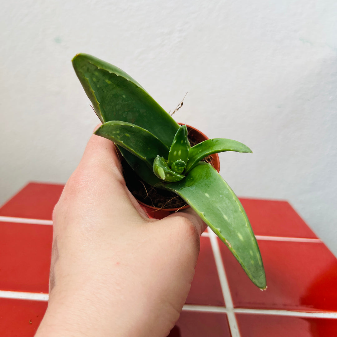 Aloe Vera barbadensis miller