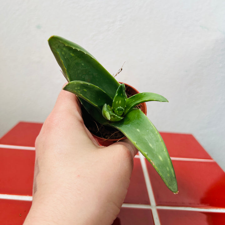 Aloe Vera barbadensis miller