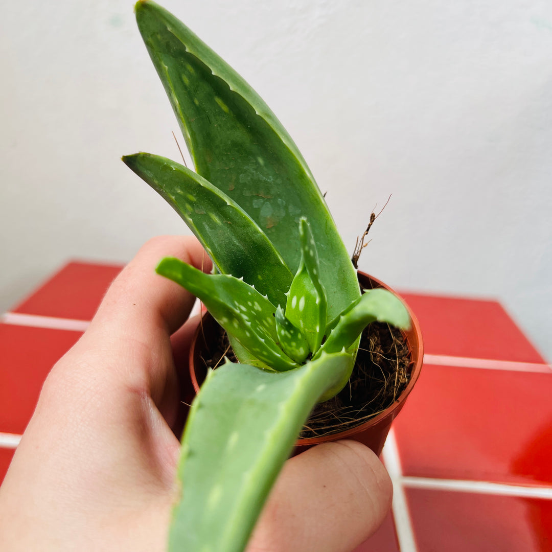 Aloe Vera barbadensis miller