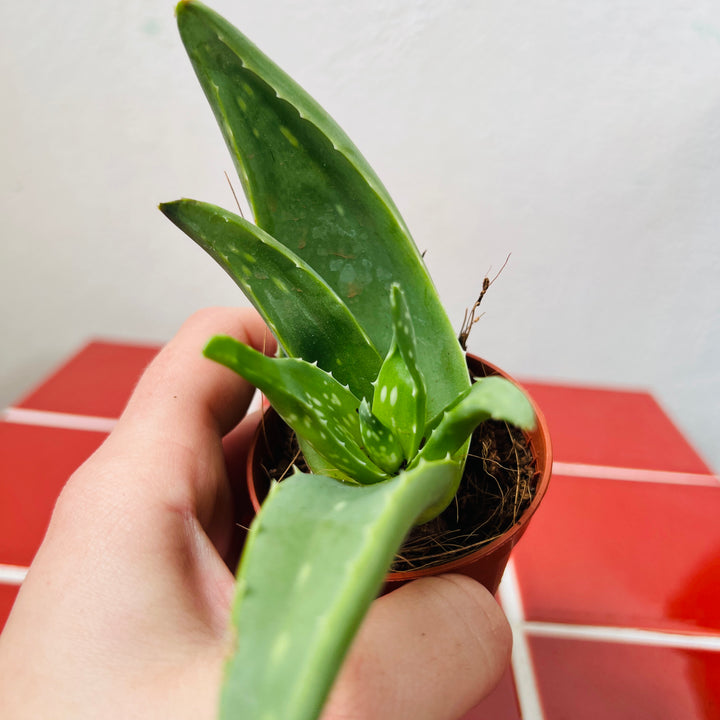 Aloe Vera barbadensis miller