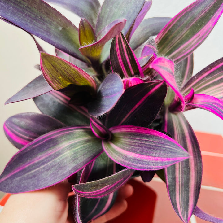 Tradescantia Palida Pink Stripes