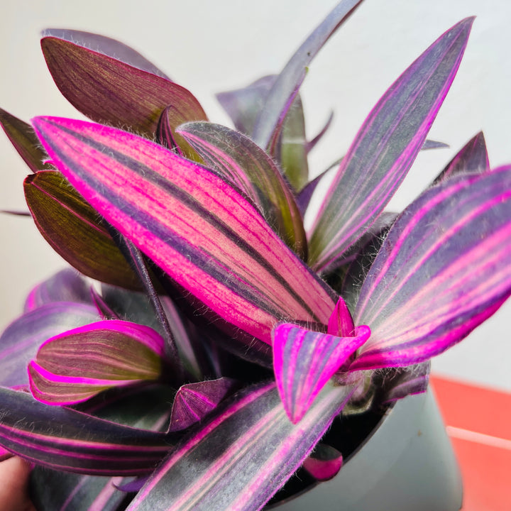 Tradescantia Palida Pink Stripes