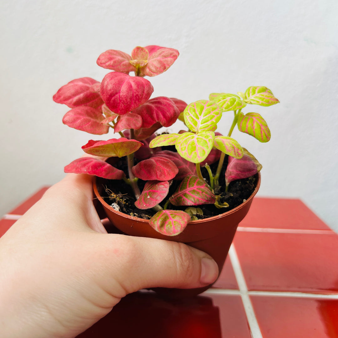 Fittonia Mix -Nerve Plant