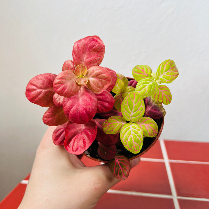 Fittonia Mix -Nerve Plant