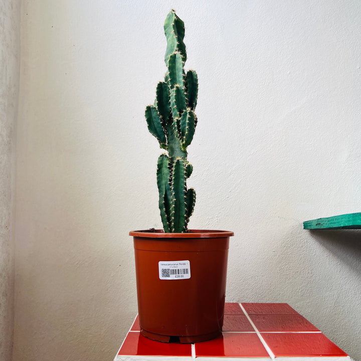 Cereus peruvianus ‘Florida’ – Night Blooming Column Cactus - Apple Cactus