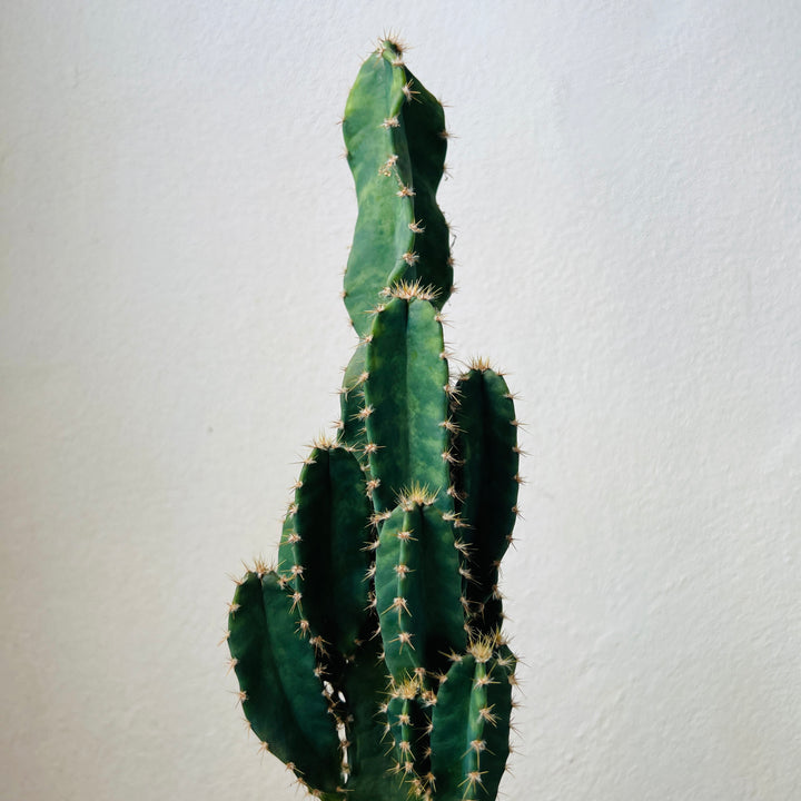 Cereus peruvianus ‘Florida’ – Night Blooming Column Cactus - Apple Cactus
