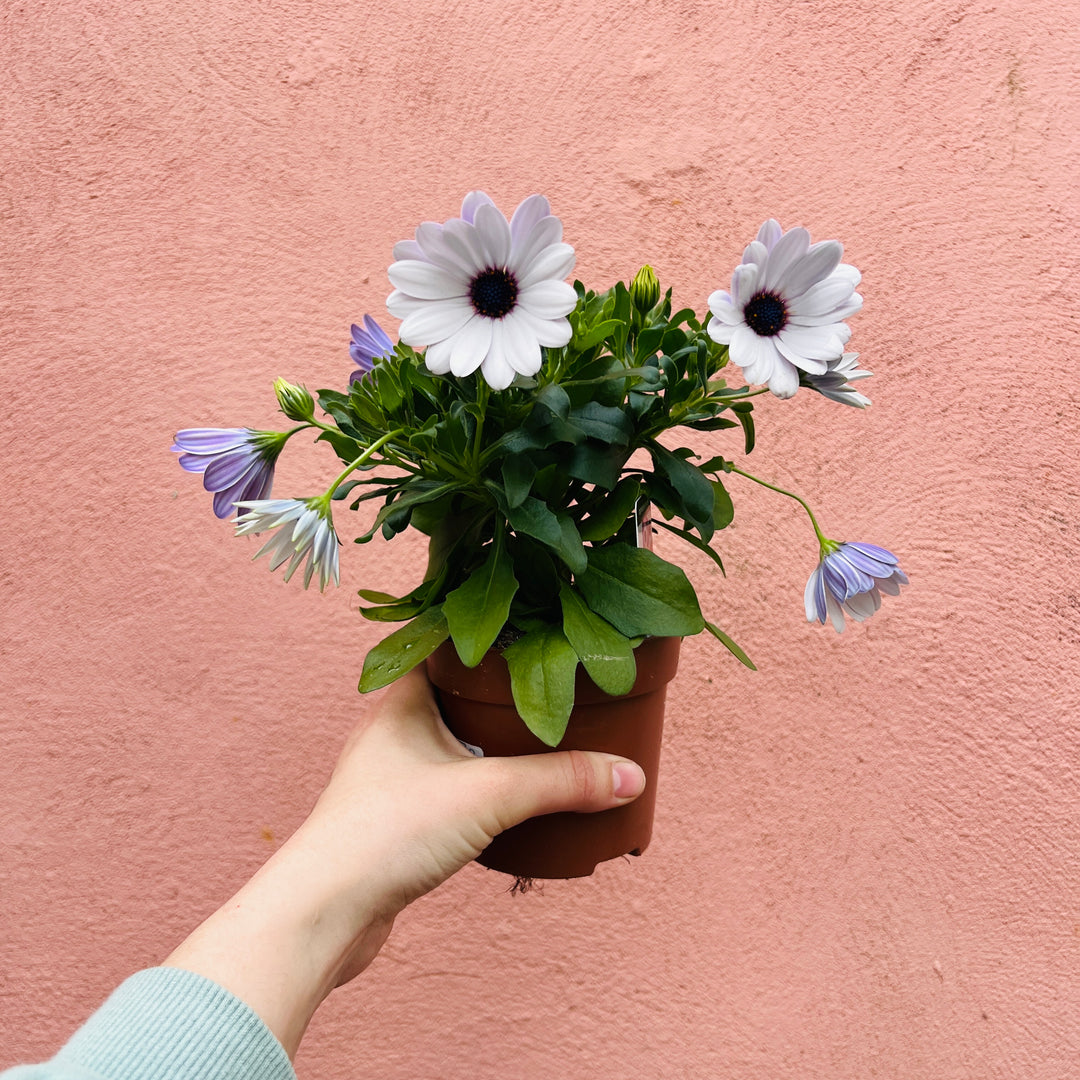 Osteospermum lucky dip mix