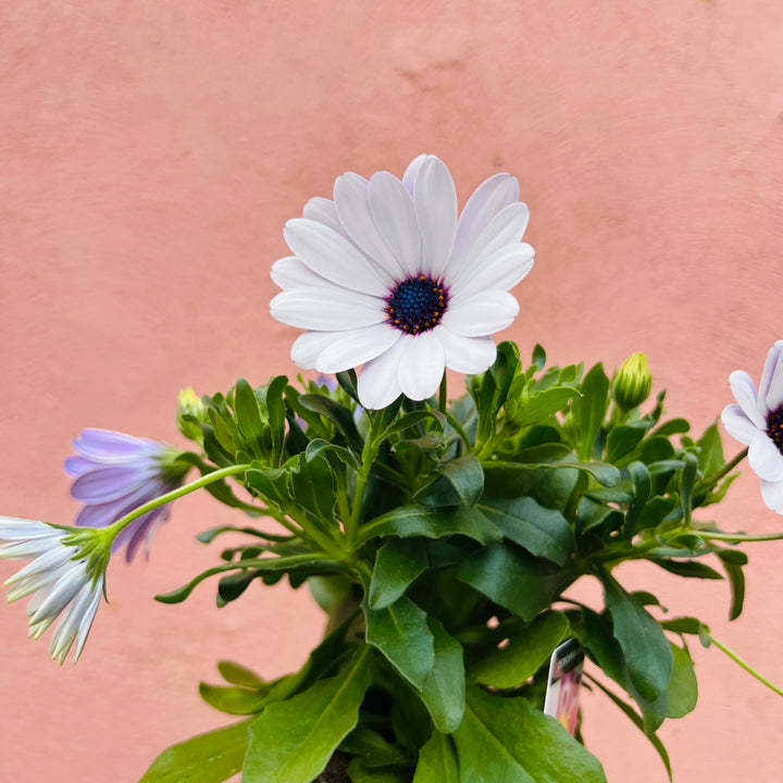 Osteospermum lucky dip mix
