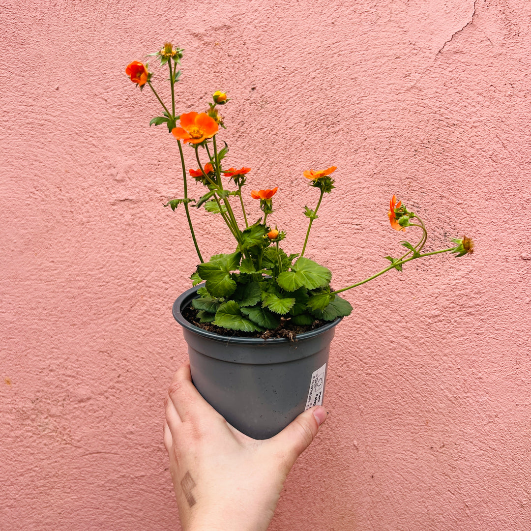 Geum coccineum 'Borisii'