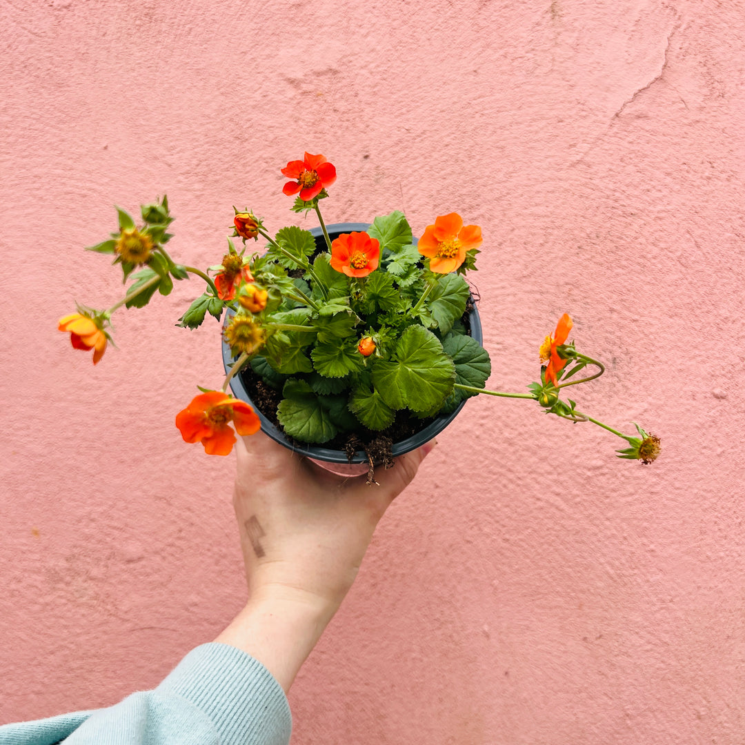 Geum coccineum 'Borisii'