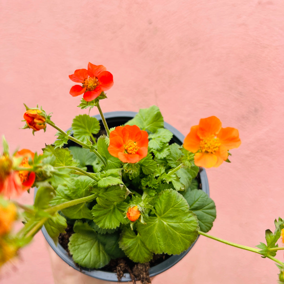 Geum coccineum 'Borisii'
