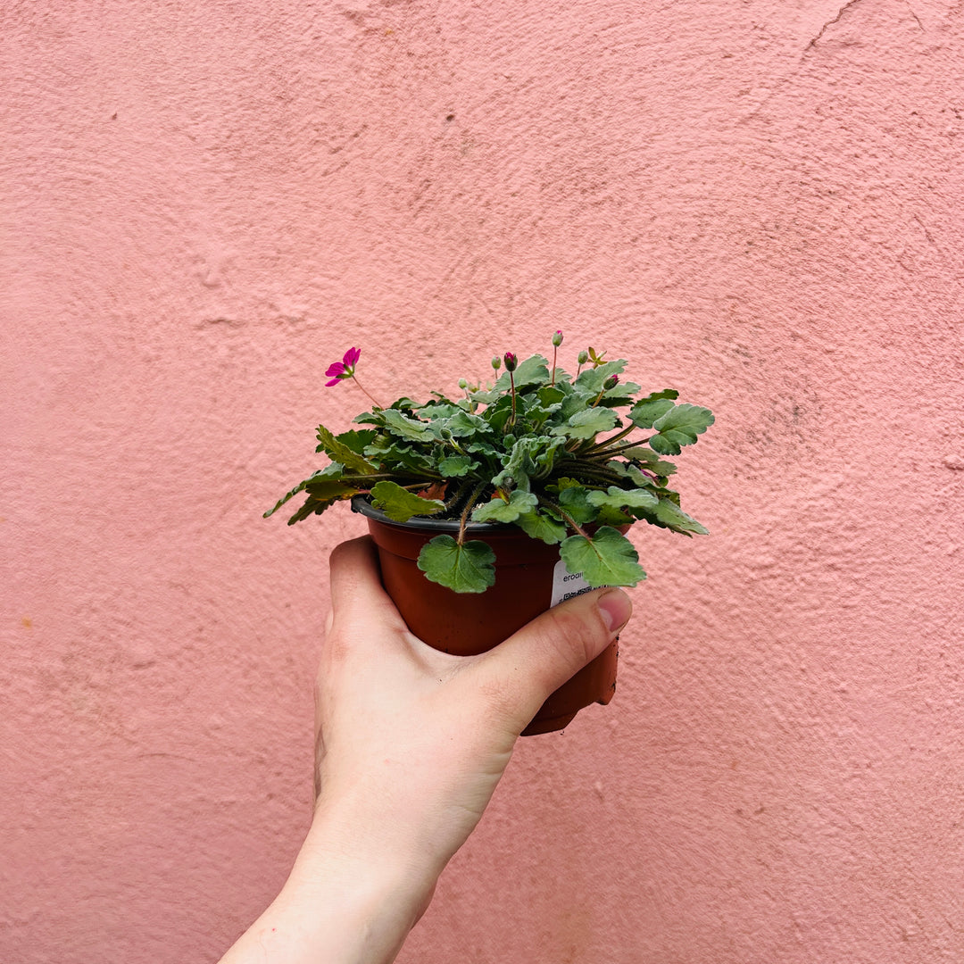 Erodium   variabile 'Bishop's Form' -Stork's Bill