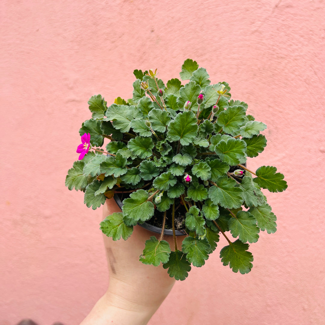 Erodium   variabile 'Bishop's Form' -Stork's Bill
