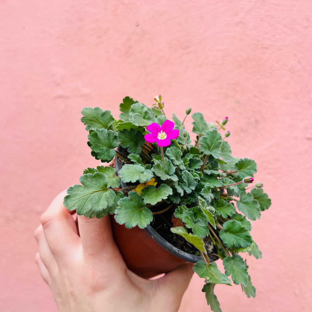 Erodium   variabile 'Bishop's Form' -Stork's Bill
