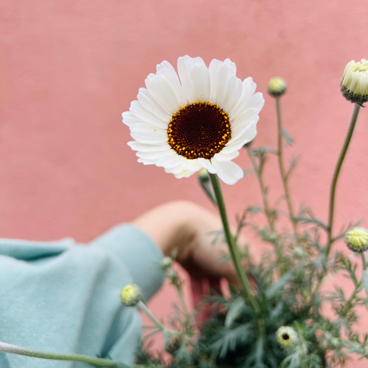 Rhodanthemum ‘Casablanca’ – Moroccan daisy -  Atlas daisy