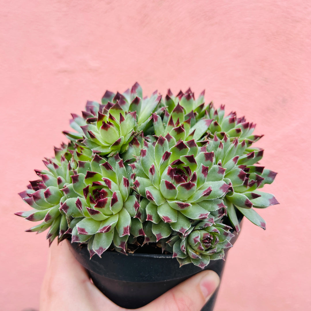 Sempervivum Chick Charms Lucky Dip