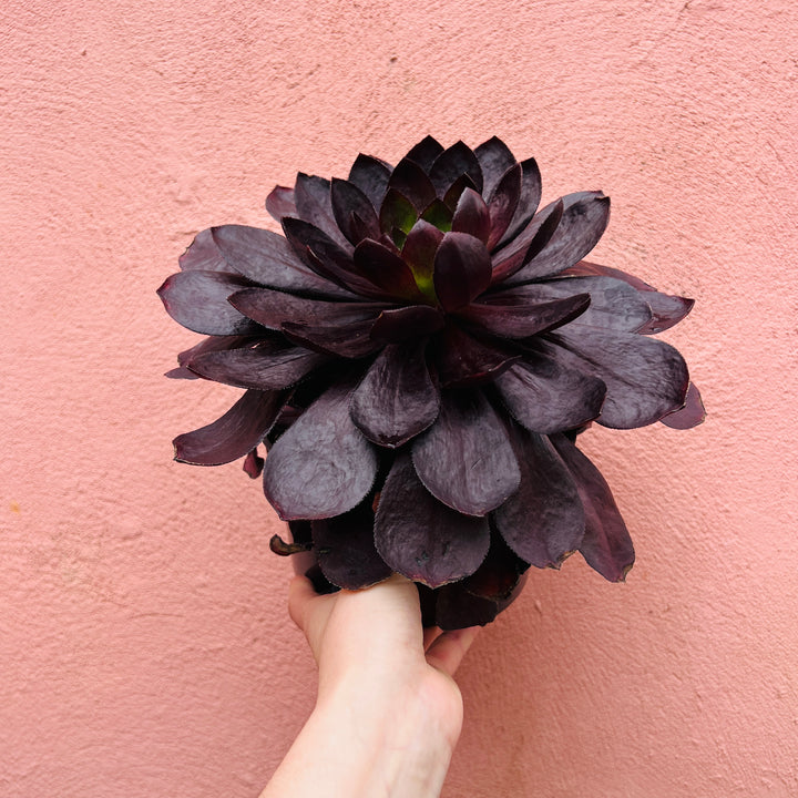 Semponium ‘Sienna’