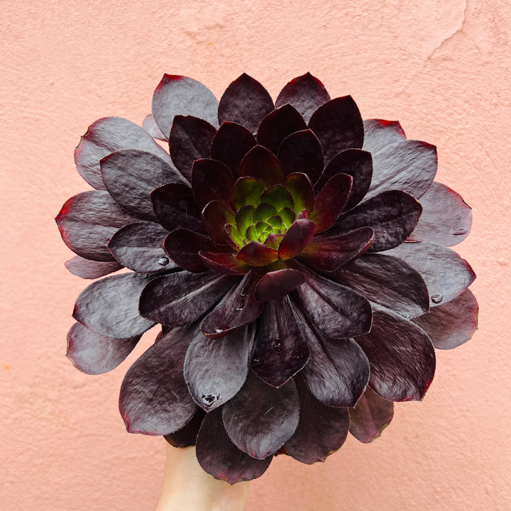 Semponium ‘Sienna’