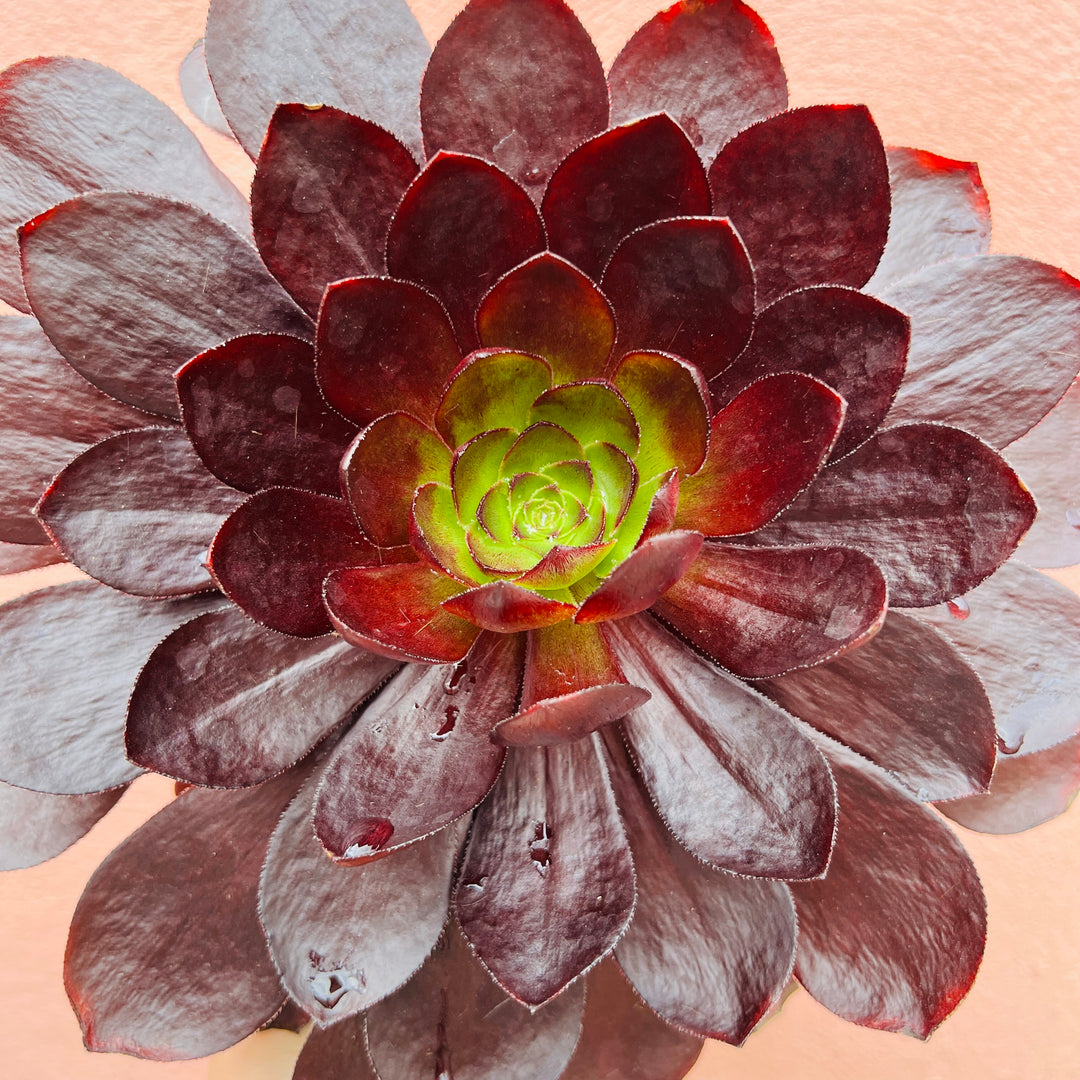 Semponium ‘Sienna’