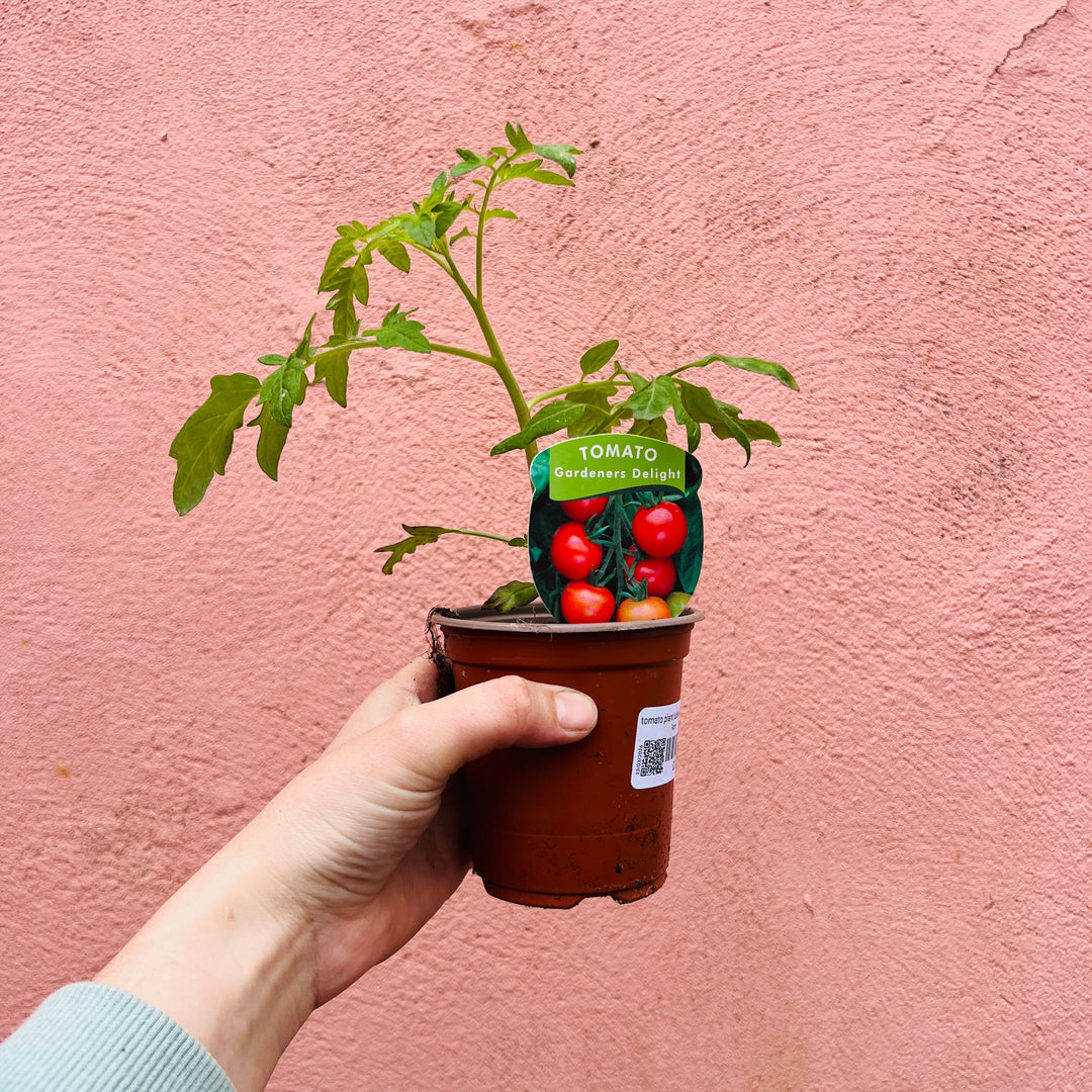 Tomato Plant Lucky Dip – Easy Grow Edible Summer Favourite
