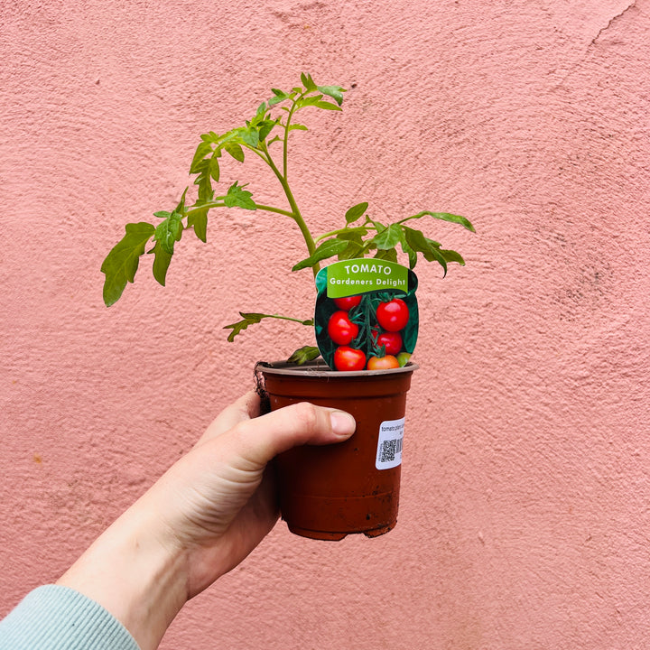 Tomato Plant Lucky Dip – Easy Grow Edible Summer Favourite